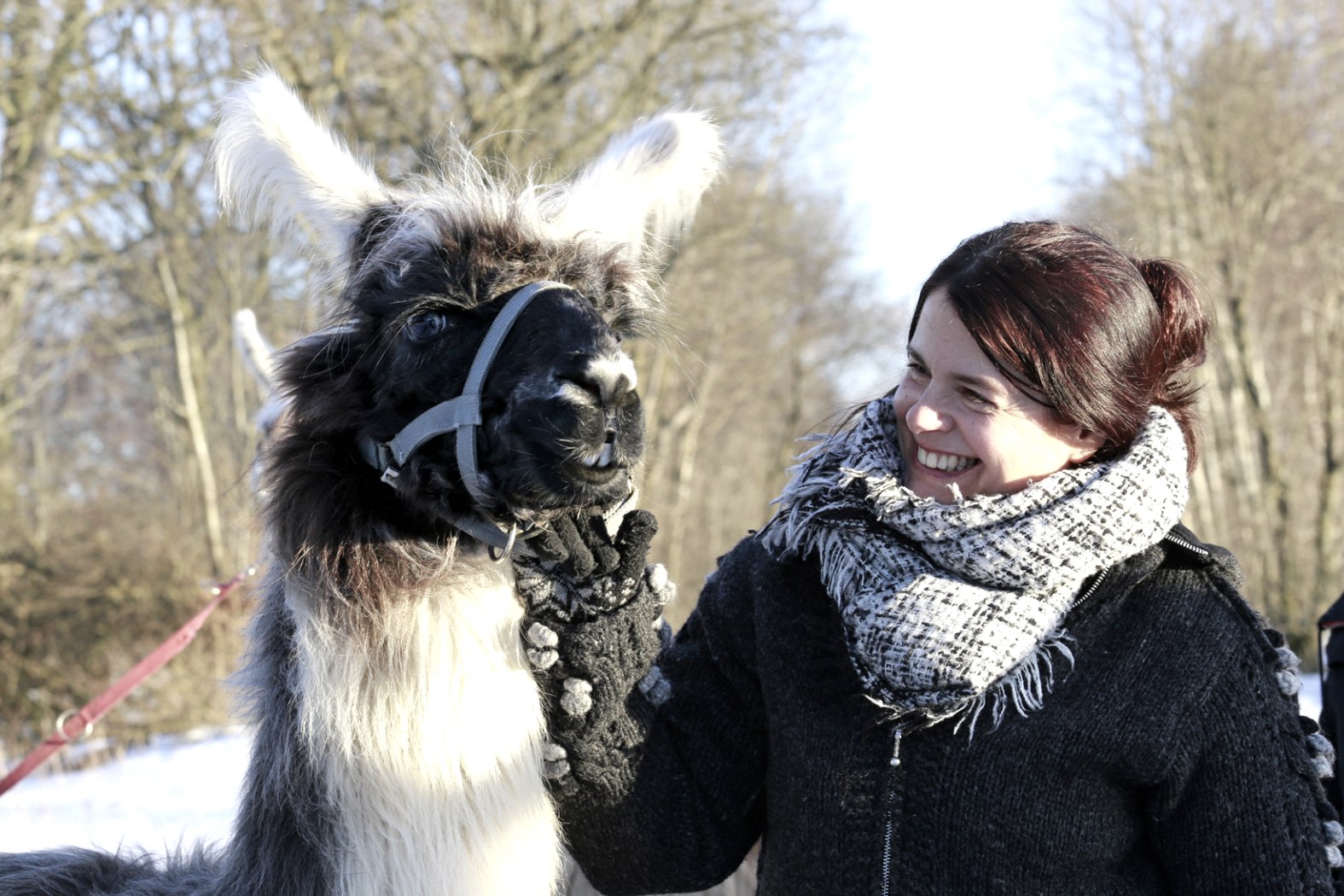 Wanderungen mit Lamas und Alpakas, © Loni Liebermann