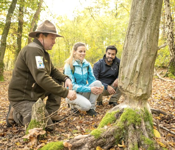 Biberspuren auf dem Wildnis-Trail, © Eifel Tourismus GmbH, Dominik Ketz