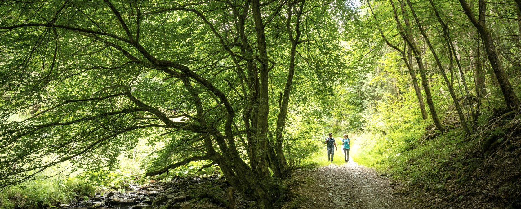 Wanderweg durch dichten Laubwald, © Eifel Tourismus GmbH, Dominik Ketz