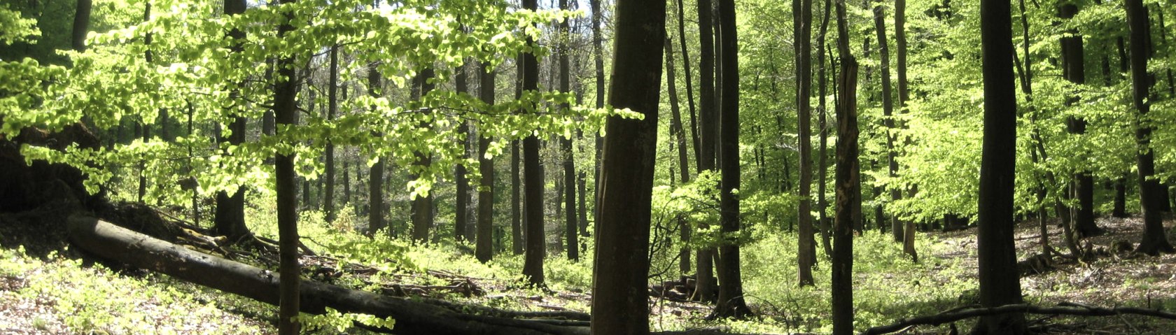 Buchenwald im Nationalpark Eifel , © Nationalpark Eifel 