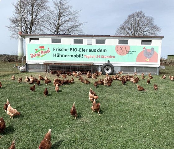 Frische Eier aus dem Hühnermobil, © Biohof Beuel