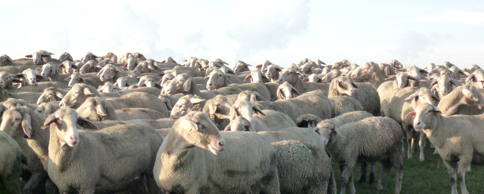 Schafe auf der Dreiborner Hochfläche, © Rursee-Touristik / C. Freuen