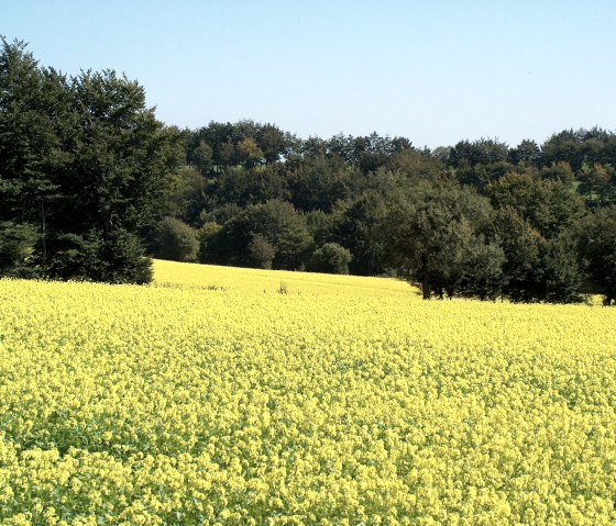 Rapsfeld, © Rursee-Touristik GmbH