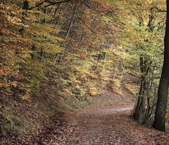 Beech trees in the Kermeter