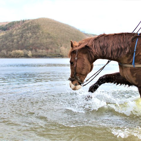 Pferd erfrischt sich im Rursee, © Rursee-Touristik / S.Herfort