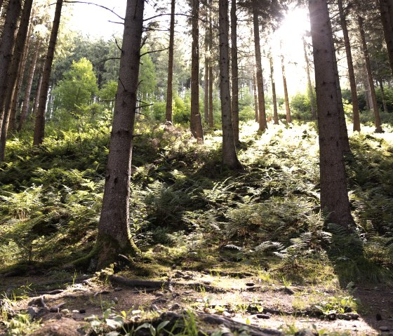 Sun in the forest, © eifel-tourismus-gmbh_tobias-vollmer