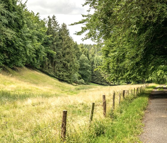 Aue im Tiefenbachtal, © Eifel Tourismus GmbH, Dominik Ketz