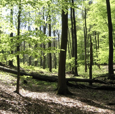 Buchenwald im Nationalpark Eifel , © Nationalpark Eifel 