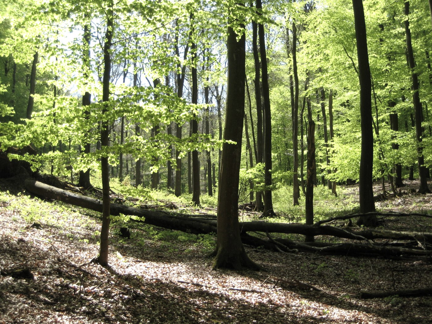 Buchenwald im Nationalpark Eifel , © Nationalpark Eifel 