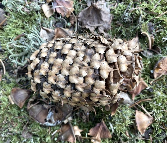 Tannenzapfen im Wald entdecken, © Anne Knein