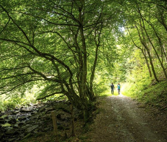 Wanderweg durch dichten Laubwald, © Eifel Tourismus GmbH, Dominik Ketz