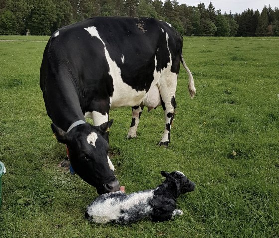 Nachwuchs auf dem Biohof, © Biohof Beuel