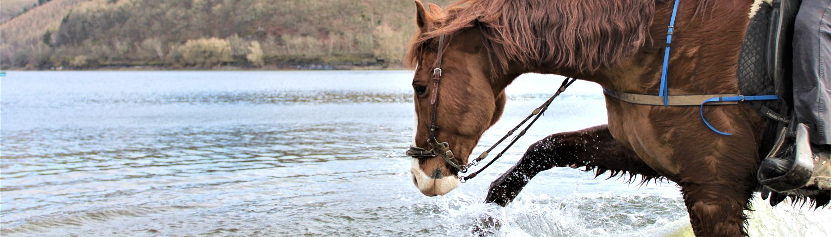 Pferd erfrischt sich im Rursee, © Rursee-Touristik / S.Herfort